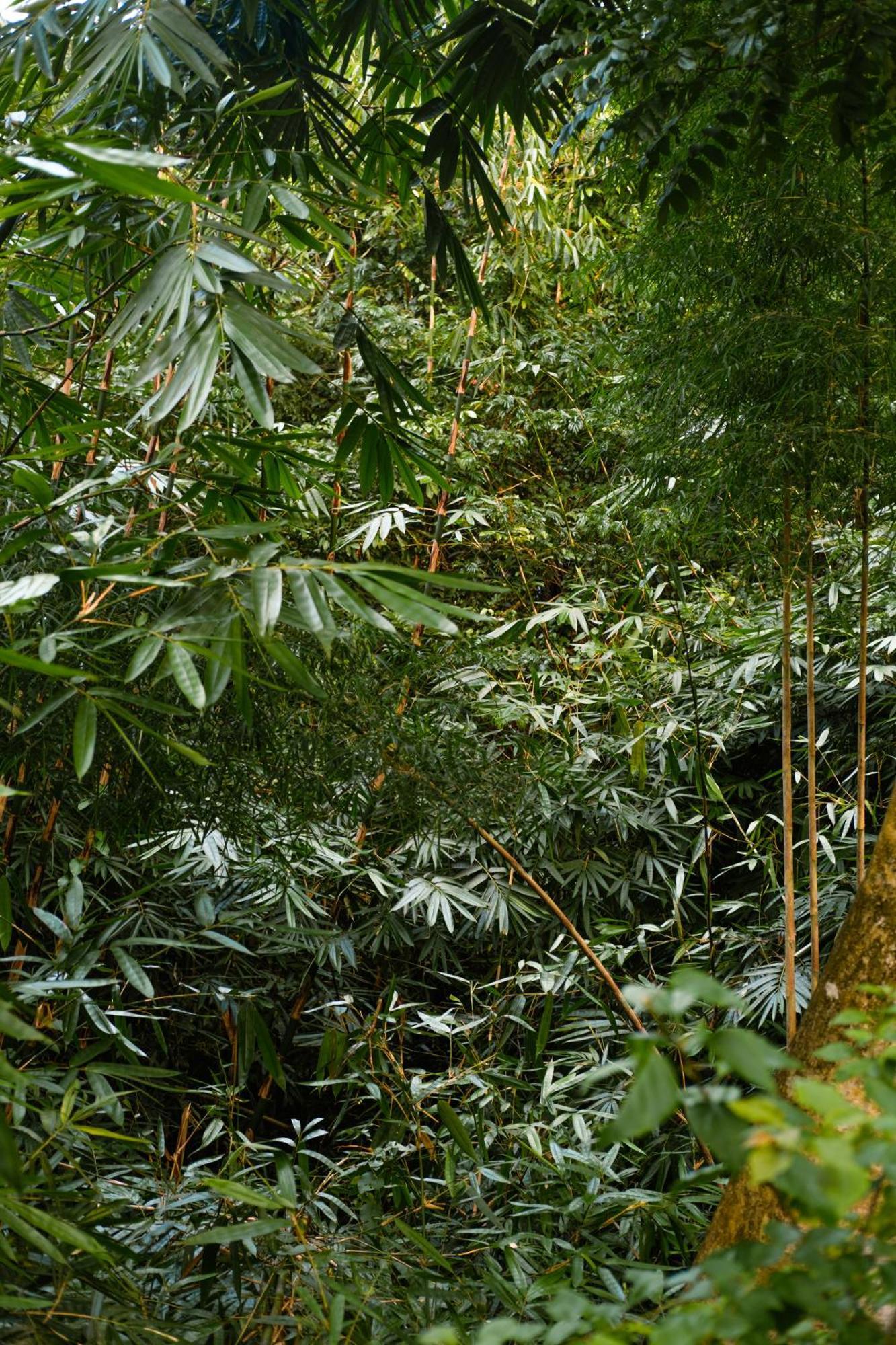 Beingsattvaa Luxury Station touristique Ubud